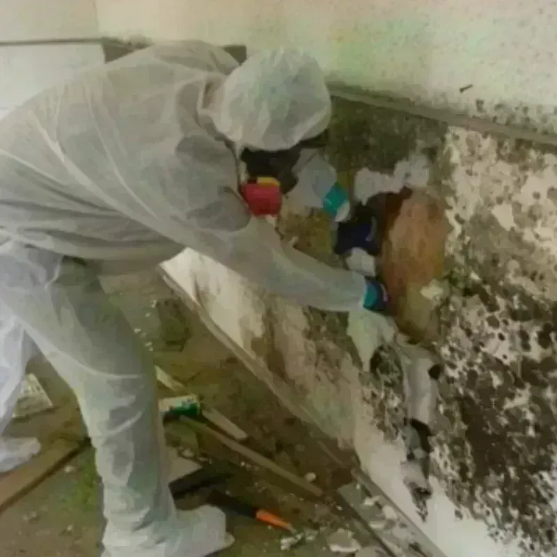 Mold Remediation and Removal in Echols County, GA